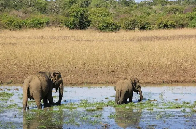 Yala National Park Safari: Leopards, Elephants & Wildlife