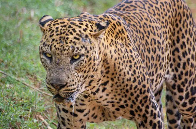 Yala-Nationalpark Leopardensafari ab Ella: Halbtags oder ganztags