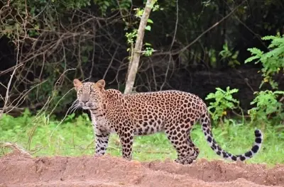 Yala Safari Privat: Leoparden, Elefanten & Morgenlicht