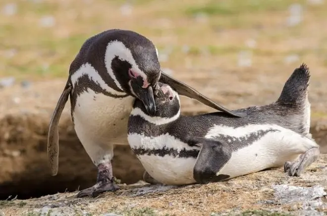 Isla Magdalena: 60,000 pingüinos de Magallanes
