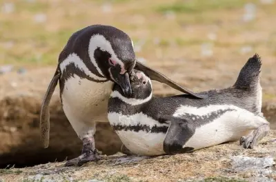 Ilha Magdalena: 60.000 pinguins-de-magalhães