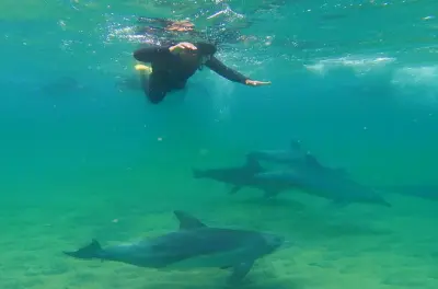 Nadar con delfines en Bunbury: Encuentro salvaje garantizado