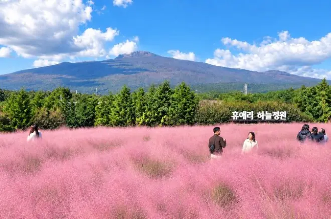 Jeju UNESCO Tour: Hallasan-Wanderung, Teeplantagen & Wasserfälle