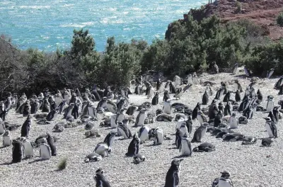 Punta Tombo desde Puerto Madryn: Paseo entre pingüinos y colonia