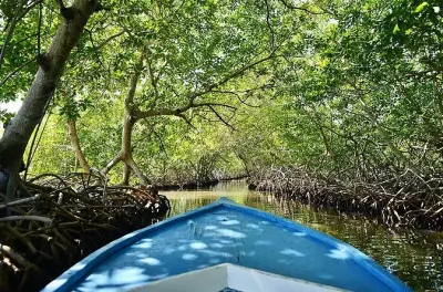 Roatan est: Guida privata ai mangrovieti di Punta Gorda