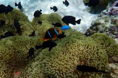 Snorkel em Raiatea: Grupo pequeno com guia biólogo marinho