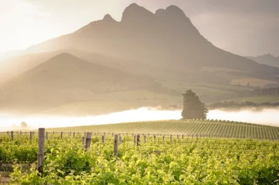 Descubra as melhores vinícolas de stellenbosch com um tour hop-on hop-off flexível. prove vinhos locais, conheça os produtores e aproveite transfers de minivan confortáveis.