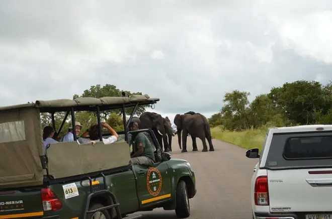 Pilanesberg Safari: 3 Stunden Pirschfahrt mit Transfer