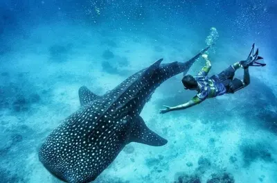 Snorkeling with Whale Sharks in Oslob, Cebu: Includes Kawasan Falls visit