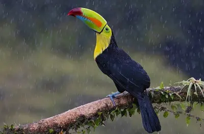 San Luis Farm: Vogelbeobachtung mit Königsvulturen & Glockenvögeln