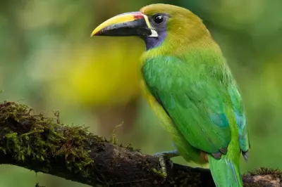 Guided Bird Watching Tour in Monteverde: Resplendent Quetzal