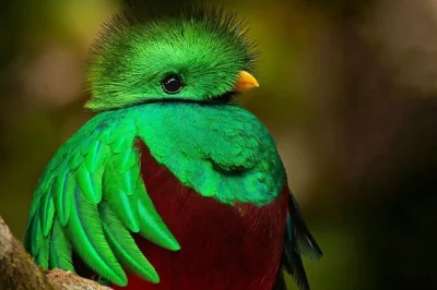 Follow an expert guide in monteverde’s cloud forest for a focused search for the resplendent quetzal, small group birdwatching, spotting scope, and photos included.