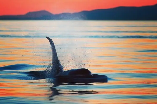 Parksville Sonnenuntergang Wal- und Tierbeobachtung Salish Sea