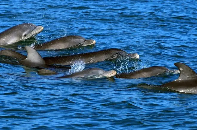 Snorkeling in Key West: Private Dolphin-Watching Boat Charter