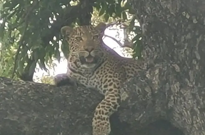 Kruger-Nationalpark Pirschfahrt: Löwen, Elefanten, Leoparden