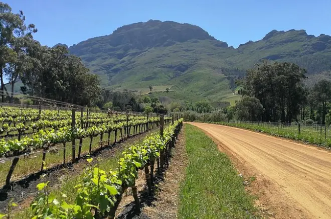 Stellenbosch Wein-Tour: Private Verkostungen und Weinbergblicke