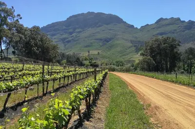 Stellenbosch Wein-Tour: Private Verkostungen und Weinbergblicke