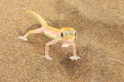 Explore sandwich harbour, spot flamingos at walvis bay lagoon, visit namibia’s salt refinery, and see seals at pelican point. full-day guided tour.