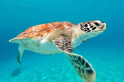 Snorkeling in Curacao with sea turtles and private photographer