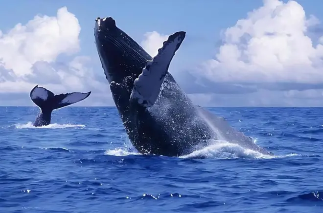 Horseback Riding in Samaná: Whale Watching & Waterfall