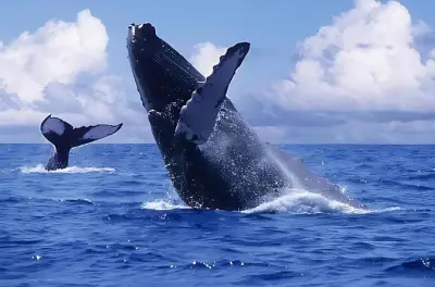 Horseback Riding in Samaná: Whale Watching & Waterfall