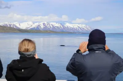Observação de baleias em Akureyri: Jubartes e baleias minke
