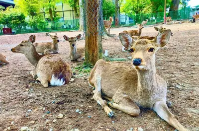 Private Tour ab Osaka: Nara mit Hirschpark & Tempeln