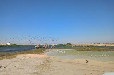 Salalah 4x4: Mezquita Sultan Qaboos y mercado de incienso
