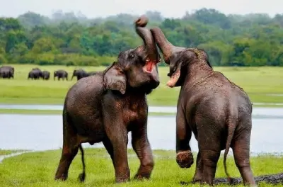 Udawalawe Safari: Private Jeep Tour with Wildlife Tracker