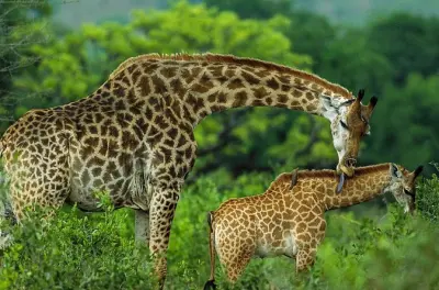 Giraffe Centre und Karen Blixen Museum Tour ab Nairobi