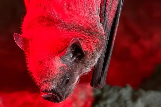 Cave, Bats and Boas Night Tour: Puerto Rico Wildlife at Sunset