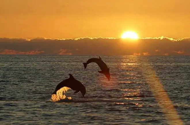 Chincoteague Dolphin Watching Boat Tour: Captain John's 50 Years