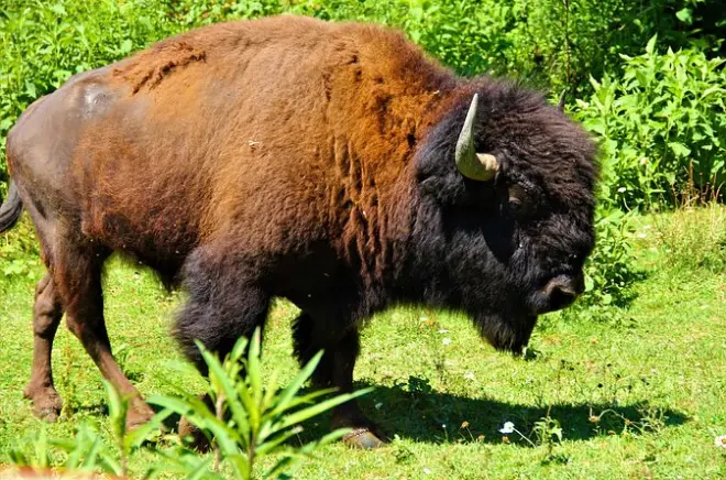 Buffalo Creek Ranch : Nourrissez bisons et explorez le train miniature