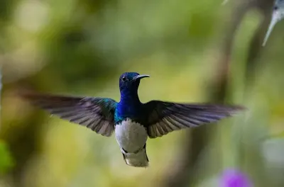 Mindo Nebelwald ab Quito: Wasserfallwanderung & Seilbahn