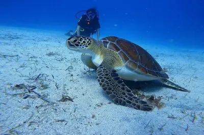 Scuba Diving in Protaras: Underwater Pictures Included
