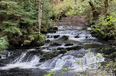 Small-Group Rainforest Hiking in Ketchikan: Lunch Creek Trail