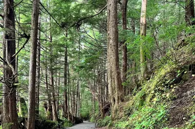 Geführte Wanderung im Tongass Forest am Ward Creek Trail in Ketchikan