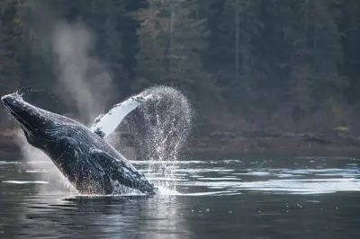 Observation des baleines à Sitka Sound : Faune marine privée