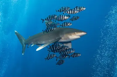 Diving Elphinstone Reef in Marsa Alam: Advanced divers only