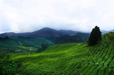 Escapa de kuala lumpur con una excursión privada a cameron highlands. visita plantaciones de té, granjas de fresas, la cascada lata iskandar y más. recogida en hotel incluida.