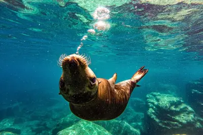 Schnorcheln mit Seelöwen in La Paz: Espíritu Santo und Balandra
