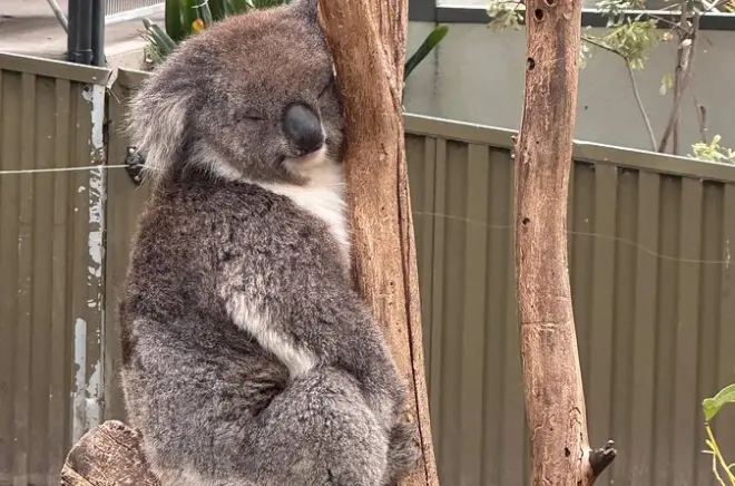 Hahndorf und Adelaide Hills Wildlife-Tour: Vier Stationen