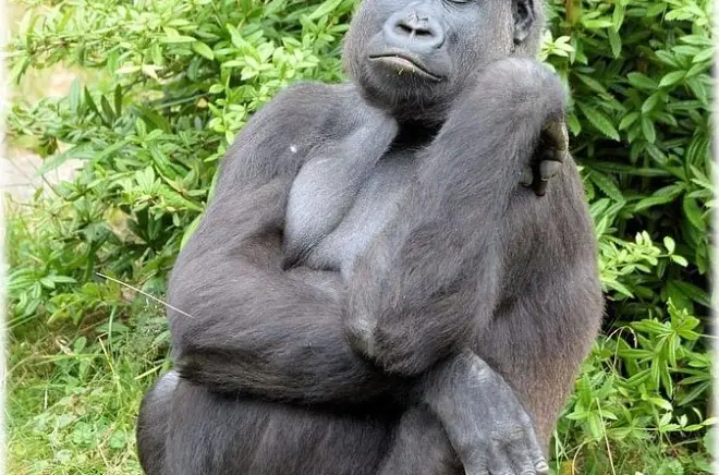 Dja-Biodiversitätsreservat Safari: Gorillas & Waldcamp
