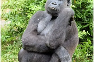 Dja Biodiversity Reserve Safari: Gorillas & Forest Camp