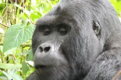 10-Day Uganda Wildlife Tour: Gorillas, Chimps & Big Five