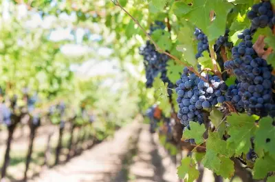 Itria Valley Wine Tasting Tour: Vineyard Walk & Winery