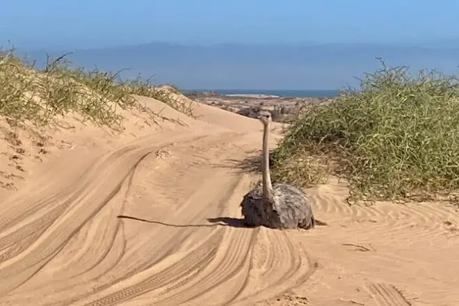 Sandwich Harbour tour 4x4 da Walvis Bay: Dune e costa