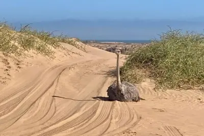 Sandwich Harbour 4WD-Tour ab Walvis Bay: Dünenfahrt und Küste