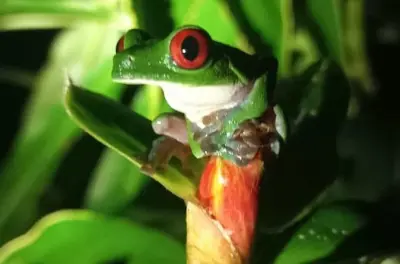 Private Osa Jungle Tour: Remote Trails & Wildlife
