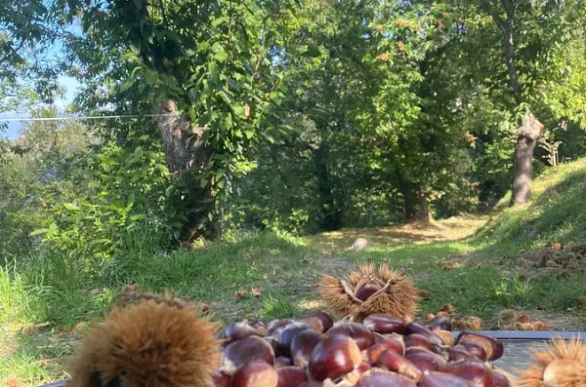 Cosecha de castañas en Campania con cesta, degustación y paseo